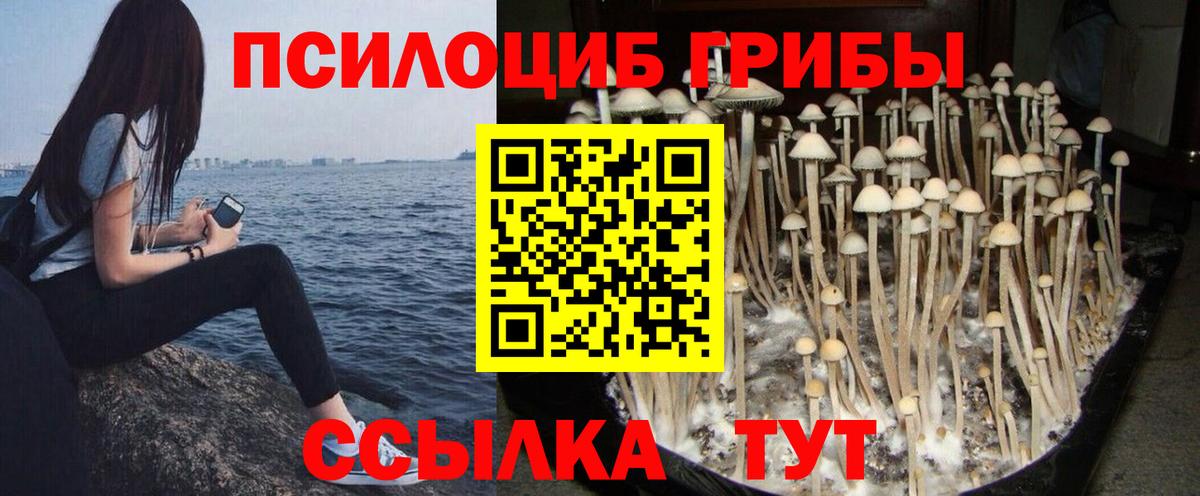 Торжок  Псилоцибиновые грибы Cubensis  Вход с VPN 